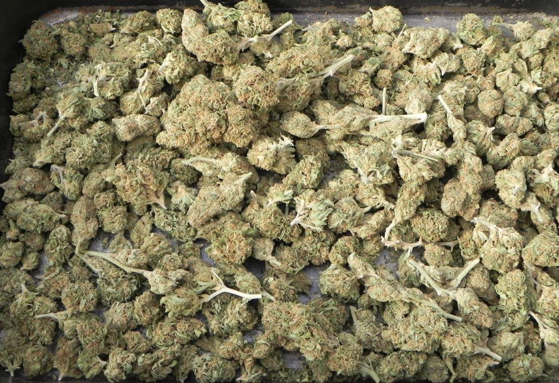 Harvest Cannabis! CannaWorlds Official Website